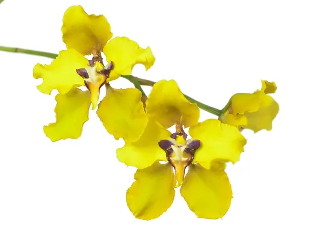 Oncidium macranthum (Oncidium)