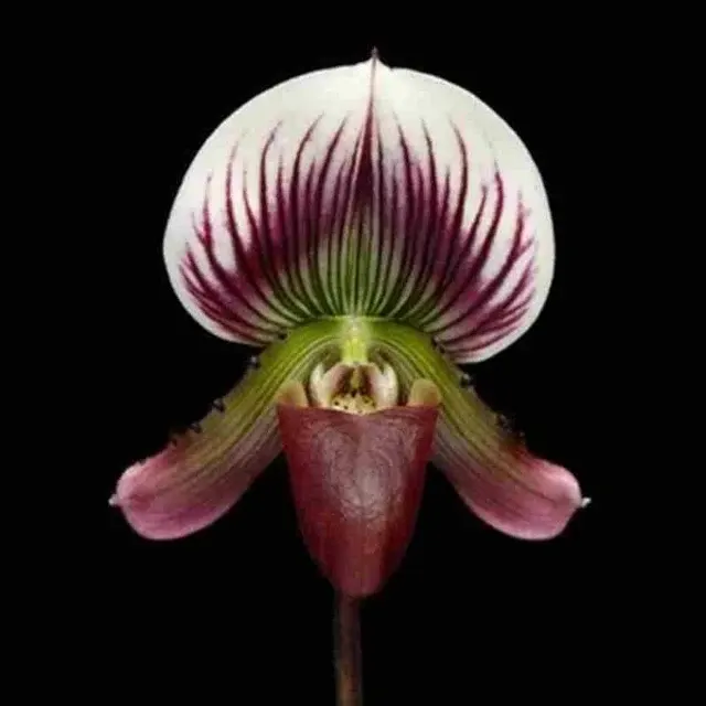 Paphiopedilum callosum fma (Paphiopedilum)
