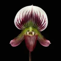 Paph. callosum fma. Laos
