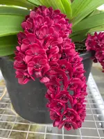 Rhynchostylis Gigantea ‘Red’