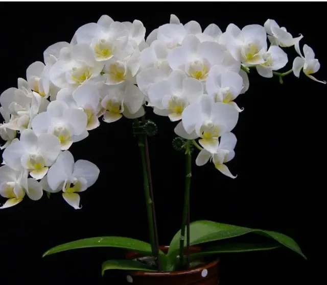 Phalaenopsis Younghome Little Snow ‘A08784’ (Phalaenopsis)