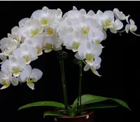 Phalaenopsis Younghome Little Snow ‘A08784’