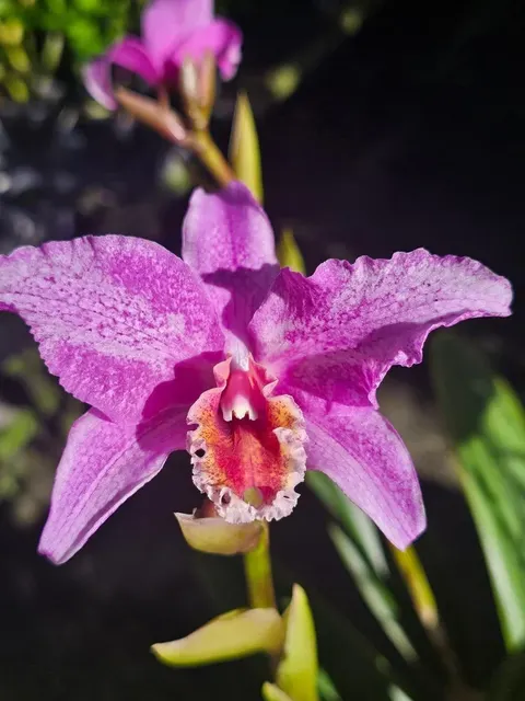 Laelia lyonsii