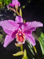 Laelia lyonsii × Cattleya percivaliana