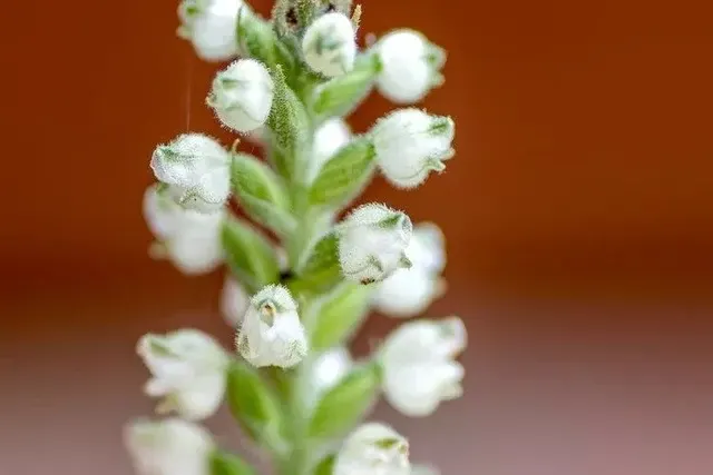 Goodyera pubescens (Goodyera)