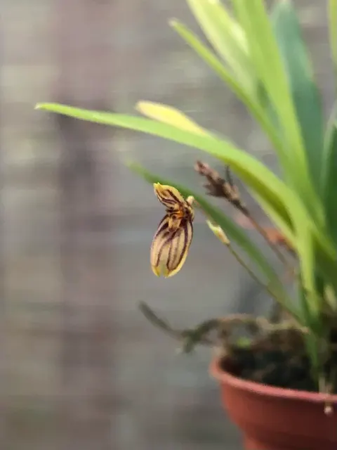 Pleurothallis simmleriana