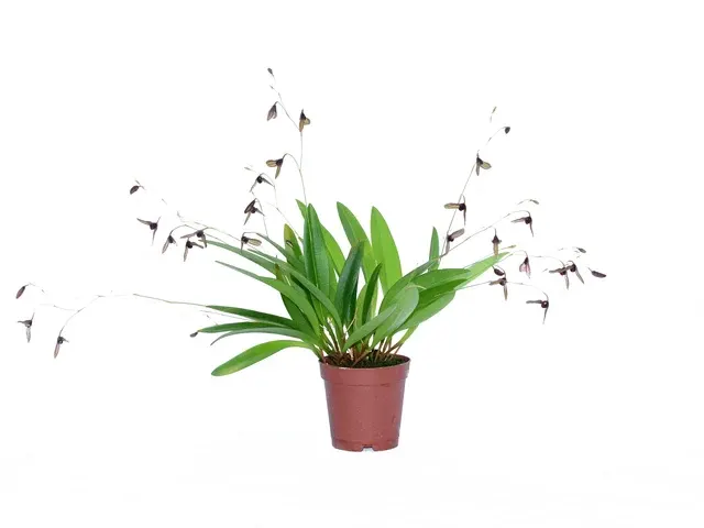 Stelis kefersteiniana 'Ecuagenera'