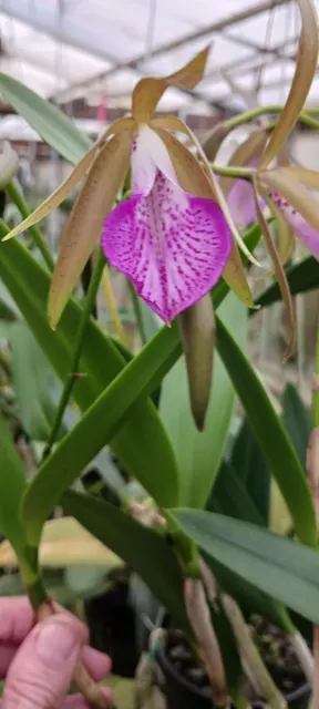 Brassocattleya Tigrinodosa (Brassocattleya)