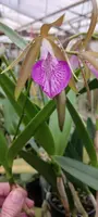 Cattleya Brassavola C leopoldi x B nodosa, Tigrinodosa Mounted on Coconut