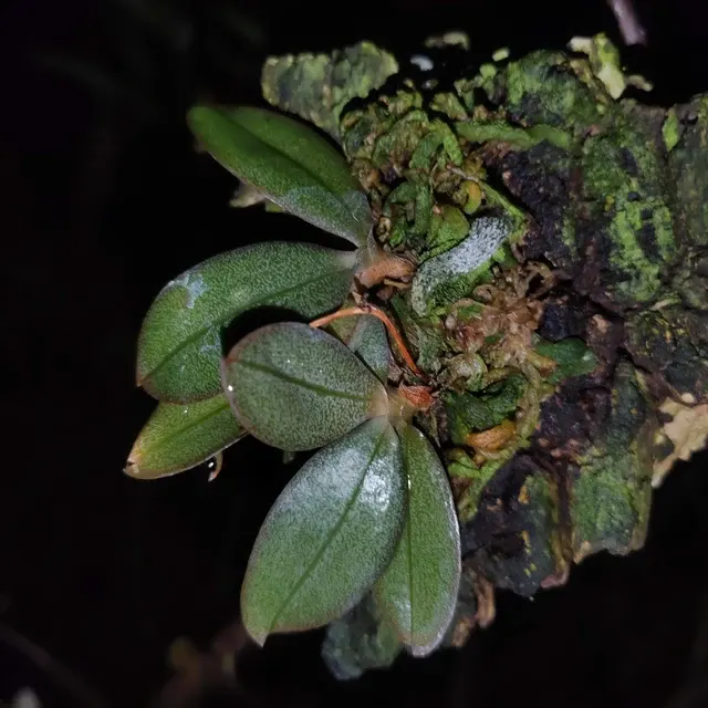 Aerangis punctata (Aerangis)