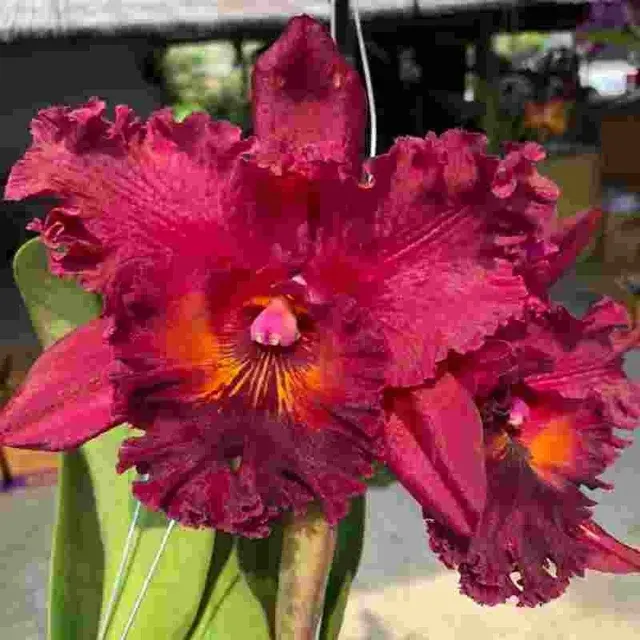Rhyncholaeliocattleya Subprasert 'Super Wax' (Rhyncholaeliocattleya)