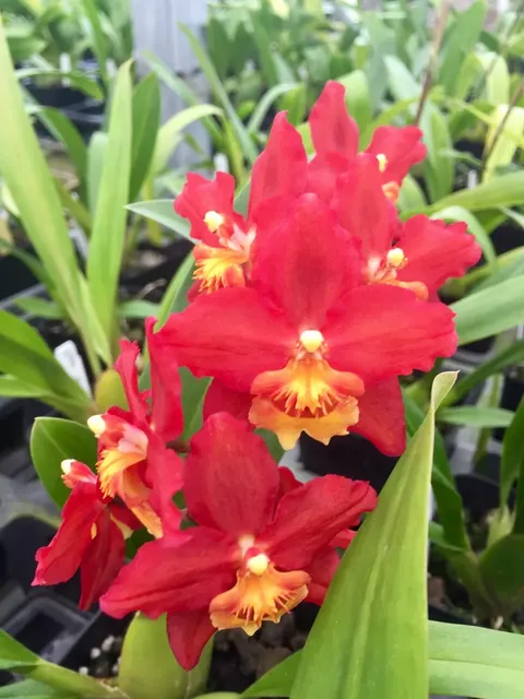 Wilsonara Firecat 'King Snake'