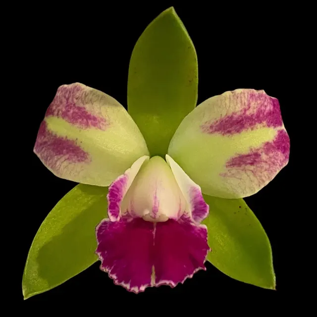 Rhyncholaeliocattleya Yen Corona 'Green Gienies' (Rhyncholaeliocattleya)