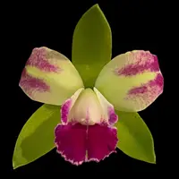 Rlc. Yen Corona ‘Green Gienies’ (3.5” pot)