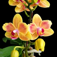 Phalaenopsis Miki Rendering Yellow — Fără flori, frunze cu defecte - ghiveci 2.5 inch