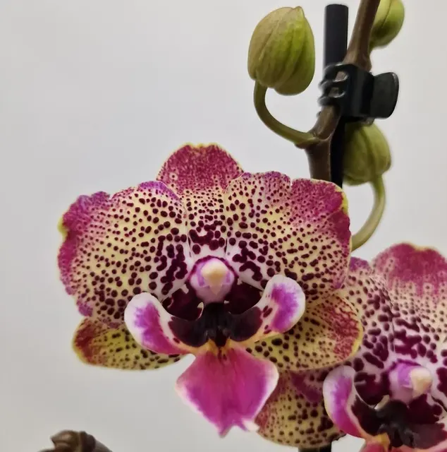 Phalaenopsis big lip 'Limited #23'
