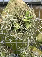 Lockhartia goyazensis