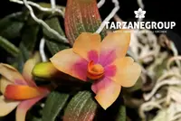 DENDROBIUM 'NAGOMI' CUTHBERTSONII X BRACTEOSUM MINIATURE ORCHID CROSS MOUNTED