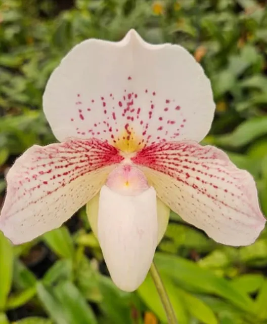 Paphiopedilum niveum x papilio-laoticus