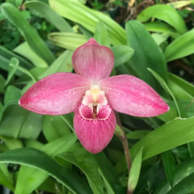 Phragmipedium Pink Sunset PP1826 (Phragmipedium)