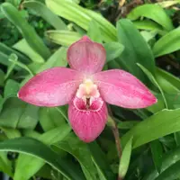 Phragmipedium Pink Sunset (Red Zone x schlimii) PP1826