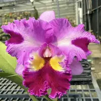 Rlc. Taiwan Yi Mei 'Crazy Night' (YD178) (Hybrid) Rlc.=Rhyncholaeliocattleya