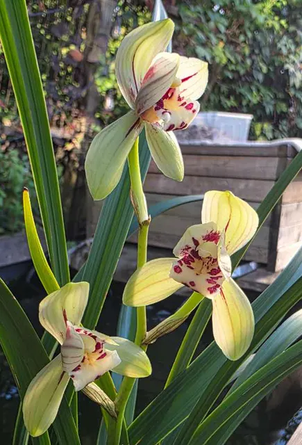 Cymbidium ensifolium 'CuiYuHe' (Cymbidium)