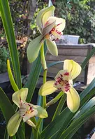 Cym. ensifolium 'CuiYuHe' (CYME35) ( - - ensifolium )