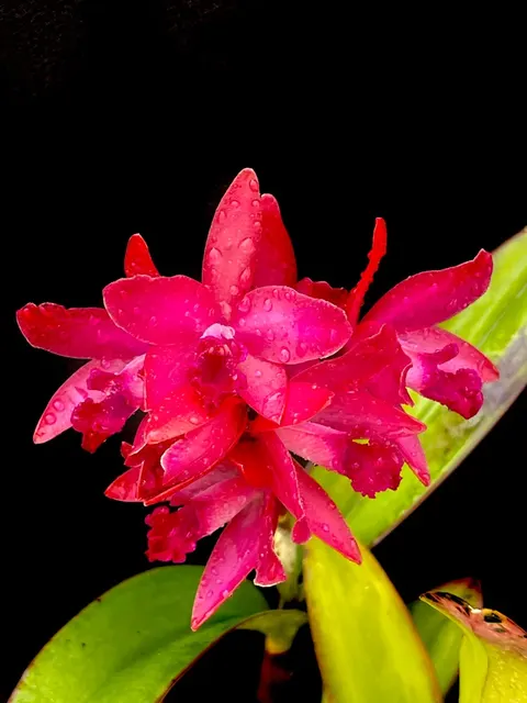 Cattlianthe Mem Anthony Grohovaz (Cattlianthe)