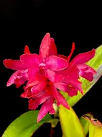 Cattlianthe Mem Anthony Grohovaz