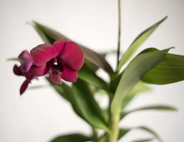 Dendrobium Velvet Melody 'Winter Wine' (Dendrobium)