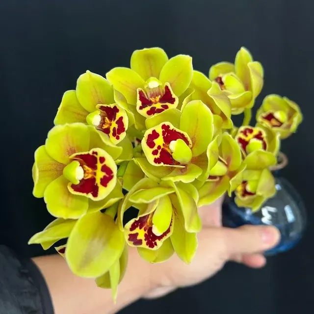 Cymbidium Sunshine Falls (Cymbidium)