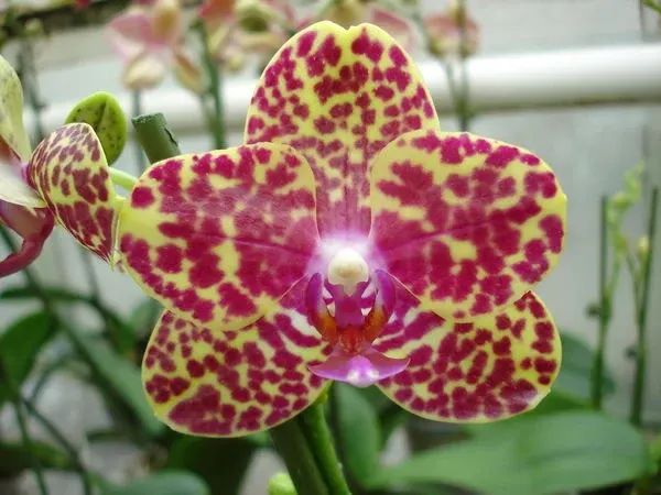 Phalaenopsis Ching Her Buddha