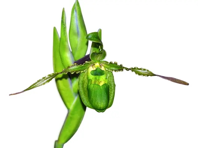Phragmipedium boissierianum var czerwiakowianum