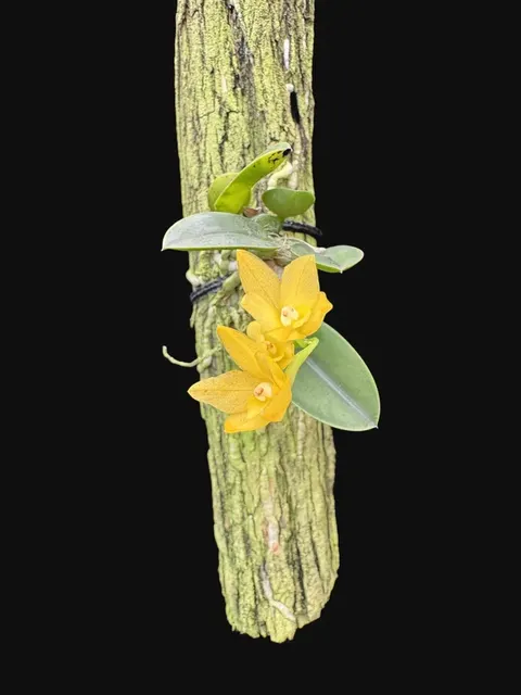 Sophronitis cernua fma aurea