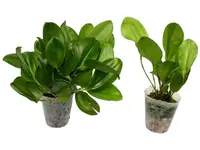 Zootrophion dayanum 'Gigi' (Big)