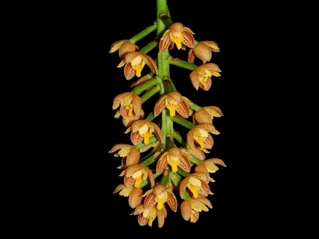 Lueddemannia striata