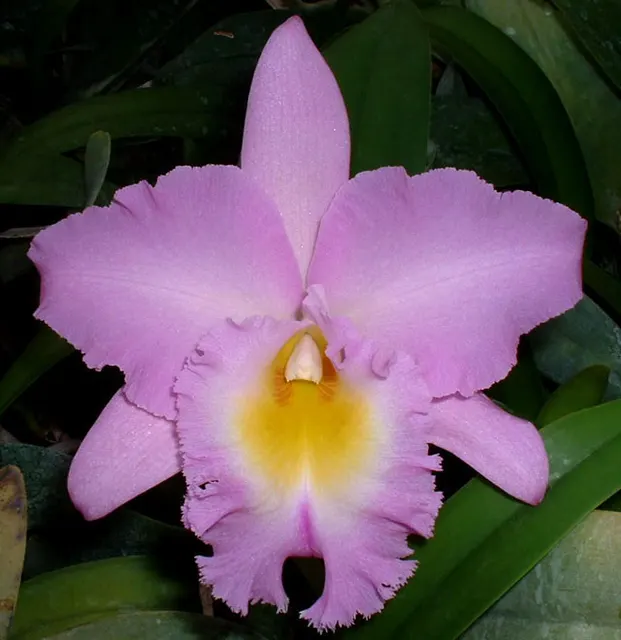 Brassolaeliocattleya Mount Hood 'Orchidglade' (Brassolaeliocattleya)