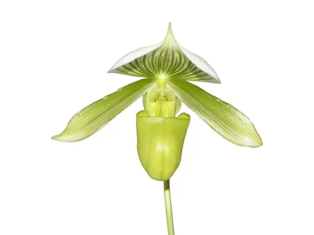 Paphiopedilum Mottled Leaf Albino Type