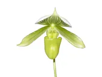 Paphiopedilum Mottled Leaf Albino Type