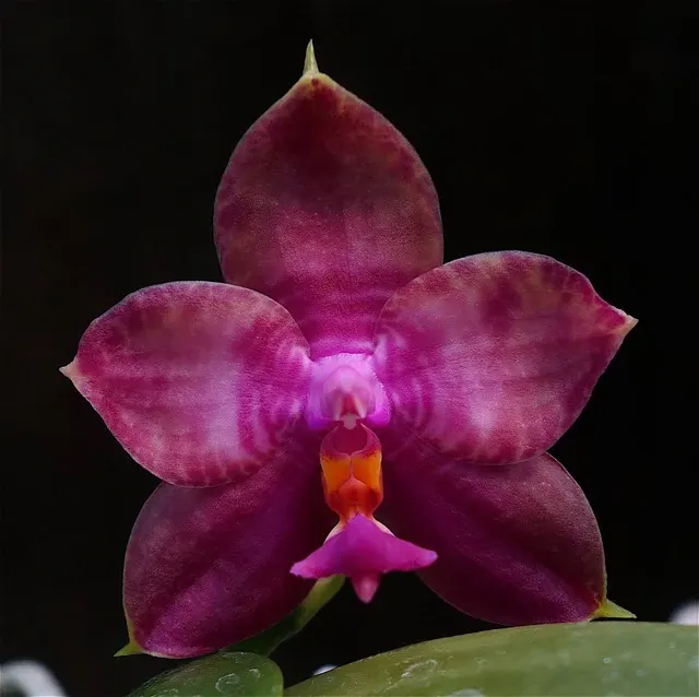 Phalaenopsis Miro Super Star