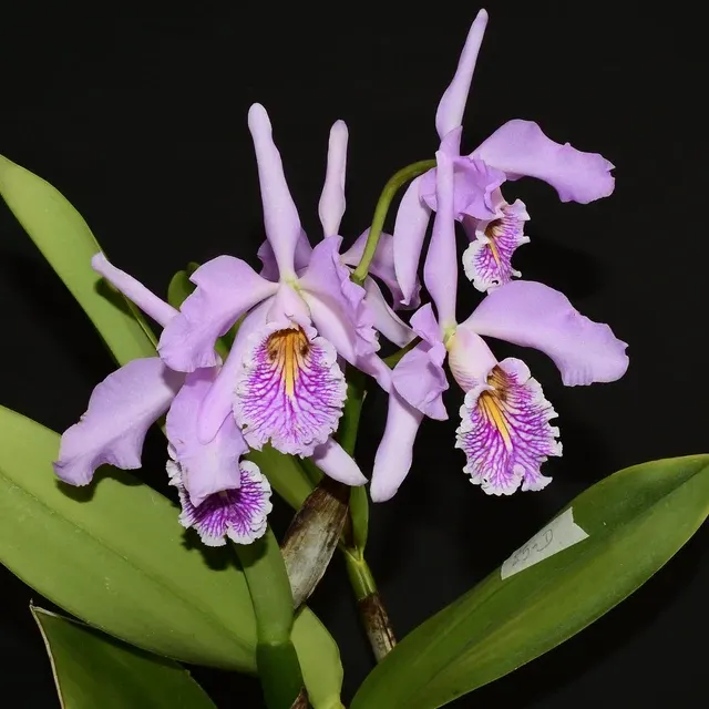 Cattleya maxima