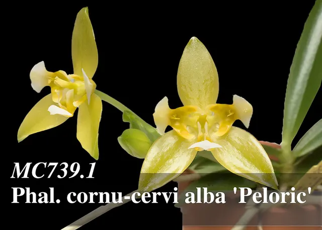 Phalaenopsis cornu-cervi alba 'Peloric , Note : Compact Grower' (Phalaenopsis)