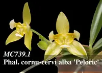 Phal. cornu-cervi alba 'Peloric , Note : Compact Grower '