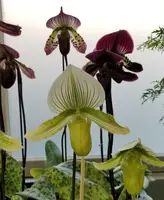 Paphiopedilum Roulette (growers choice mottled leaf Hybrid in Bud)