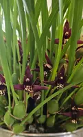 Coconut Orchid
