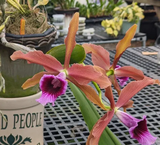 Laelia tenebrosa (Laelia)