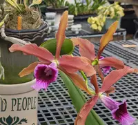 Compot: Laelia tenebrosa