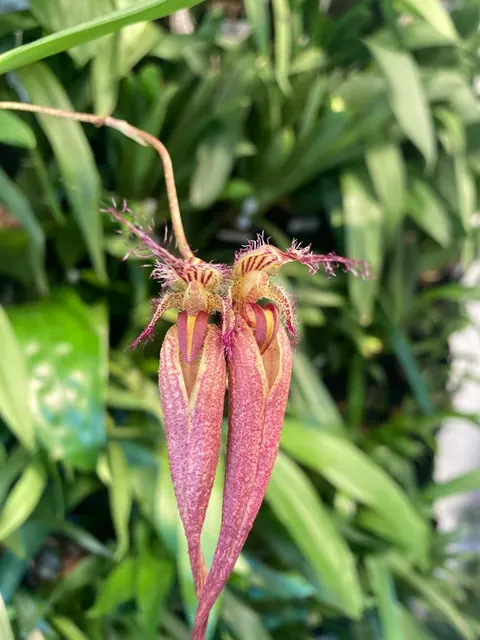 Bulbophyllum fascinator x longissimum