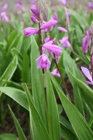 Bletilla striata Albostriata